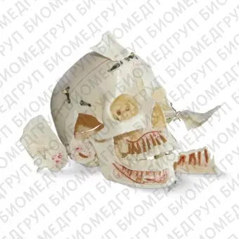 DM02 анатомически точная модель черепа для демонстрации, с цветовой маркировкой