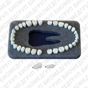 З32  комплект из 32 модельных зубов для дентомоделей ЧВН32
