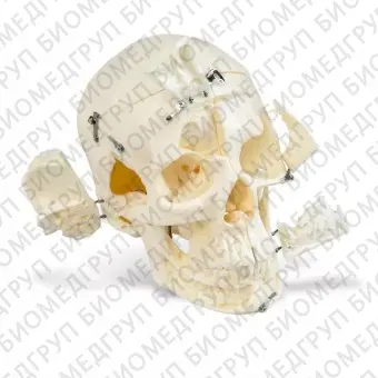 DM01 анатомически точная модель черепа для демонстрации