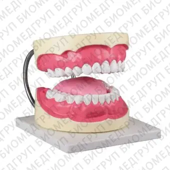 Анатомическая модель для стоматологии YA/D057