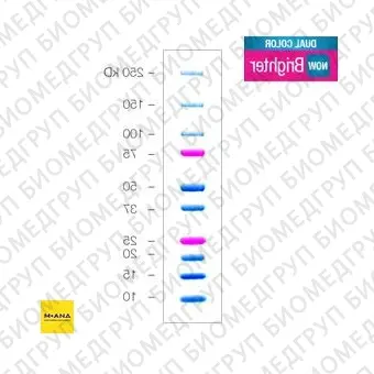 Маркеры белковые молекулярного веса, предокрашенные, Dual Color, 10250 кДа, 10 полос, BioRad, 1610374, 500 мкл