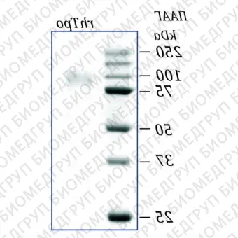 Тромбопоэтин человека, рекомбинантный белок, rhTpo, Россия, PSG09050, 50 мкг