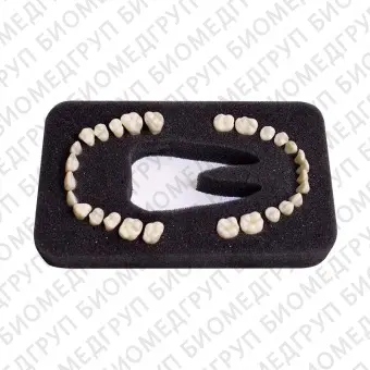 З28У  комплект из 28 модельных зубов для дентомодели ЧВН28У