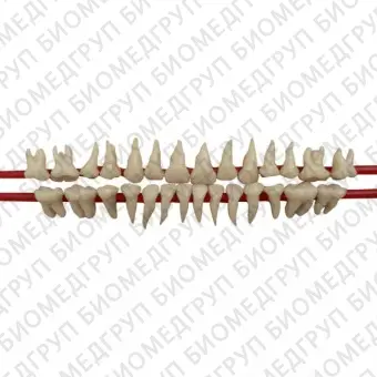SET OF SILICON ROOT MODEL TEETH  набор из 28 зубов натурального цвета с анатомическими корнями