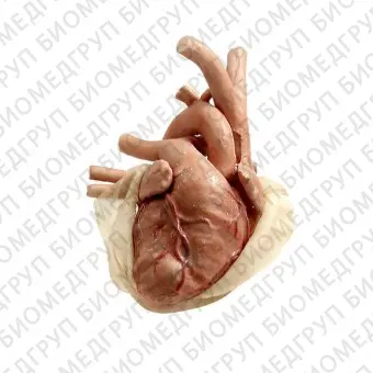 Анатомическая модель сердца 4108
