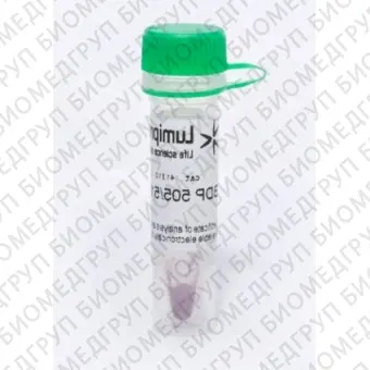 Краситель для липидов или для визуализации липидных мембран BDP 505/515, Lumiprobe, 41310, 25 мг.