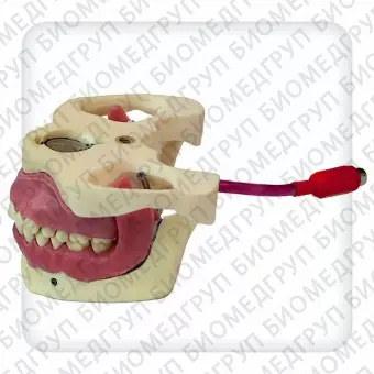 Модель верхней и нижней челюстей с 28 интактными зубами для проведения проводниковой анестезии