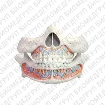 Анатомическая модель челюсти YA/D055