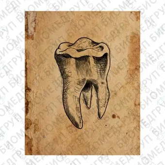 Иллюстрация на холсте Зуб, 60х30 см, прозрачный моляр