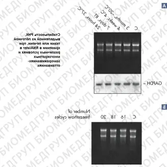 Реагент, стабилизирующий РНК в образцах животных тканей RNAlater, Qiagen, 76106, 250 мл