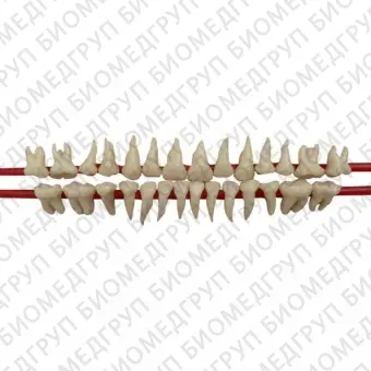 SET OF SILICON ROOT MODEL TEETH  набор из 28 зубов натурального цвета с анатомическими корнями