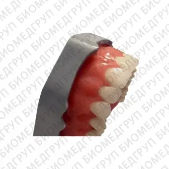 FJP28АS  модель верхней и нижней челюсти для практики прямых композитных реставраций