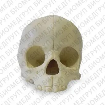 Анатомическая модель черепа 9015