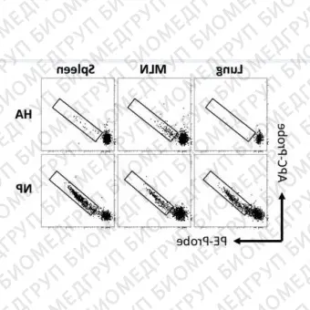 Набор для конъюгации антител PE / RPhycoerythrin Conjugation Kit, LightningLink, Abcam, ab10291860, 60 мкг