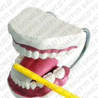 Анатомическая модель прорезывание зубов UMA802