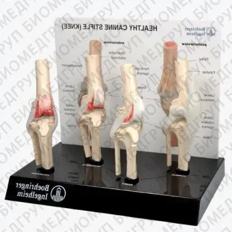 Анатомическая модель для колена
