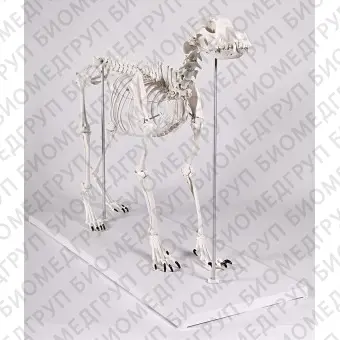 Анатомическая модель скелета VET1700