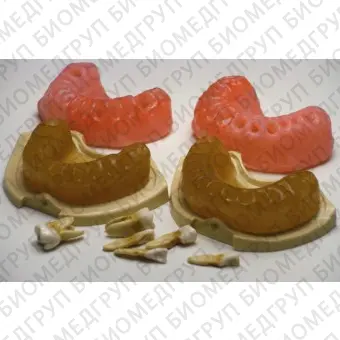Анатомическая модель для стоматологии SP007