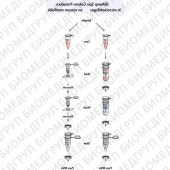 Набор для выделения ДНК из крови и биологических жидкостей QIAamp DNA Blood Mini Kit, Qiagen, 51104, 50 выделений