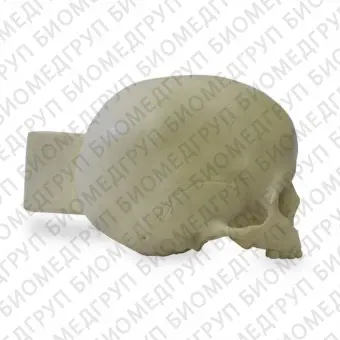 Анатомическая модель черепа 9015