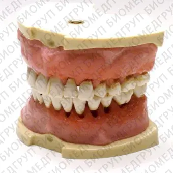Анатомическая модель для стоматологии SP007
