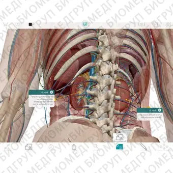 Анатомическое приложение iOS Human Anatomy Atlas