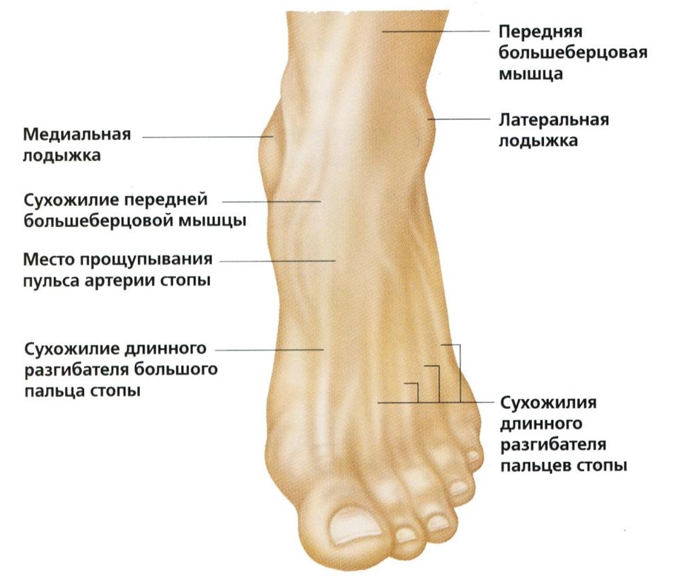 Перелом лодыжки: симптомы, особенности лечения и реабилитация