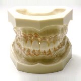 Анатомическая модель прорезывание зубов SP014