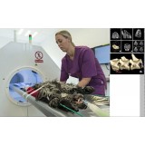 Ветеринарный рентгеновский сканер