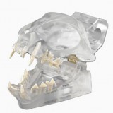 Анатомическая модель прорезывание зубов CTD