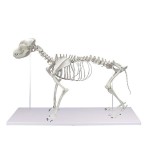 Анатомическая модель скелета VET1700