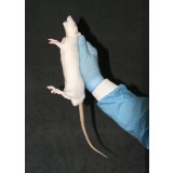 Анатомическая модель грызун BIO-RAT