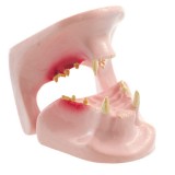 Анатомическая модель прорезывание зубов H190051