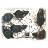 Телеметрический имплантат для исследований на животных nano tag®