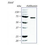 Альбумин человека, рекомбинантный белок, rhAlbumin, Россия, PSP100-1, 1 мг