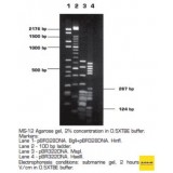 Агароза, низкий EEO, MS-12, Molecular Screening, повышенная четкость разделения фрагментов 50-1500 п.н., Импорт, 1946.0100, 100 г