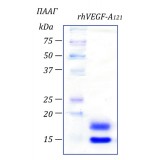 Фактор роста эндотелия сосудов-А человека, изоформа 121, рекомбинантный белок, rhVEGF-A121, Россия, PSG140-10, 10 мкг