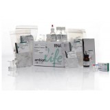 Набор RiboPure RNA Purification Kit, bacteria, Thermo FS, AM1925, 50 выделений