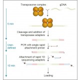 Набор для быстрого мультиплексного секвенирования ДНК с баркодированием образцов методом ПЦР, Rapid PCR Barcoding Kit, Oxford Nanopore Technologies, SQK-RPB004