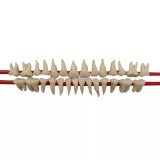 SET OF SILICON ROOT MODEL TEETH - набор из 28 зубов натурального цвета с анатомическими корнями