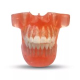 ETR2 модель верхней и нижней челюсти для ортодонтической практики