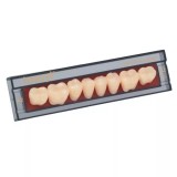 Зубы Ivocryl Набор из 8 зубов A-D жеват.низ. 28 C3Ivocryl зубы акриловые, боковые нижние, фасон 28, гарнитур 8 шт.Основой пластмассовых зубов Ivocryl является давно зарекомендовавший себя материал PMMA, он хорошо совместим с мягкими тканями, устойчив к об