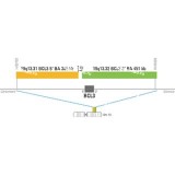 ДЛЯ КЛИЕНТОВ из США. SureFISH 19q13.31 BCL3 5' BA 305kb 20 RD. BCL3, Break Apart, 20 тестов, Cy3, Концентрат, Ручное использование