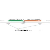 ДЛЯ КЛИЕНТОВ ЗА ПРЕДЕЛАМИ США. SureFISH 13q12.2 FLT3 5’ BA 496kb P20 GR