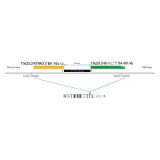 ДЛЯ КЛИЕНТОВ ЗА ПРЕДЕЛАМИ США. SureFISH 15q25.3 NTRK3 3' BA 435kb P20 RD