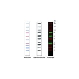 Маркеры молекулярной массы белков Precision Plus Protein™ WesternC™ с StrepTactin-HRP, 50 реакций