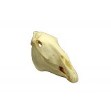 Анатомическая модель черепа MAI AH #53900