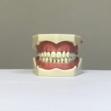 Анатомическая модель зубов Colombia