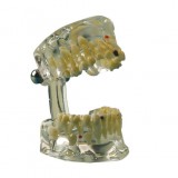 Анатомическая модель прорезывание зубов 355643