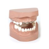 Анатомическая модель прорезывание зубов 79865